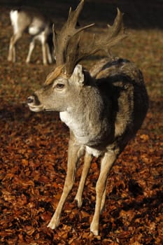 Mesopotamian fallow deer