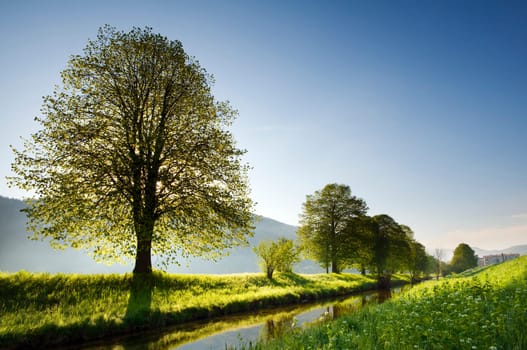 Beautiful backlight spring nature scene on clear day