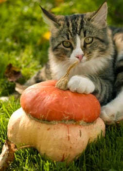 cat with pumpkin outside close up shoot