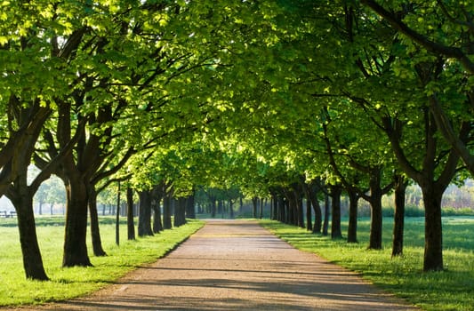 Green alley with trees in the park