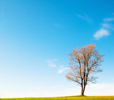 Autumn landscape with a lonely maple