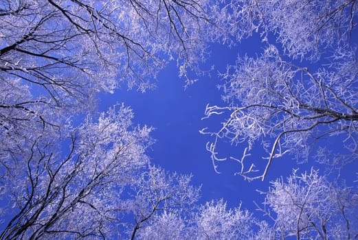 Fresh snowfall clings to the treetops at Distillery Conservation Area in northern Illinois.