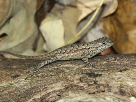 Fence Lizard (Sceloporus undulatus) in the Shawnee National Forest of southern Illinois.