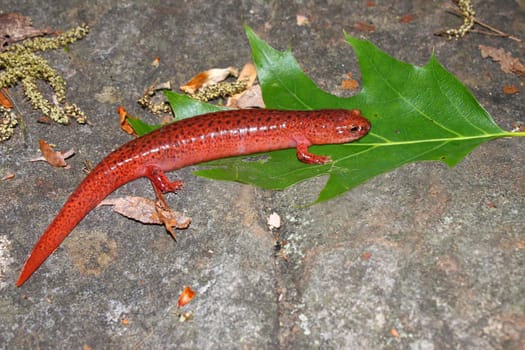 A Red Salamander (Pseudotriton ruber) at Monte Sano State Park - Alabama.