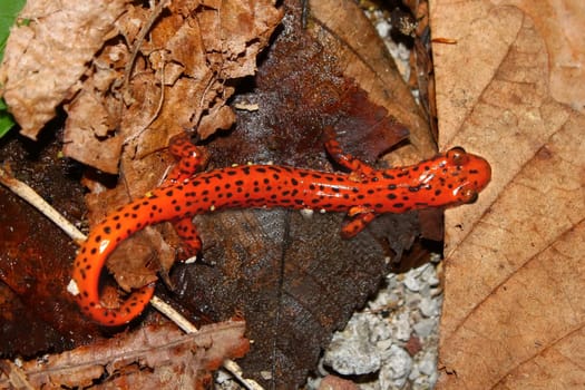 Cave Salamander (Eurycea lucifuga) at Monte Sano State Park in northern Alabama.