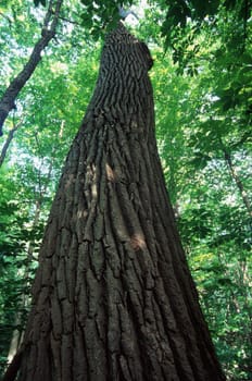 View up a tall tree at Moraine View State Recreation Area in central Illinois.