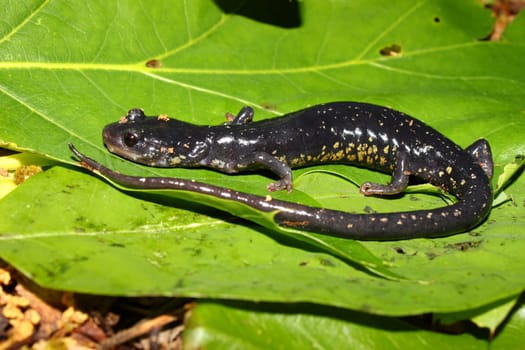 Slimy Salamander (Plethodon glutinosus) at Monte Sano State Park, Alabama.