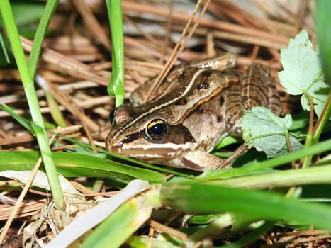 Wood Frog (Rana sylvatica) in the northwoods of Wisconsin.