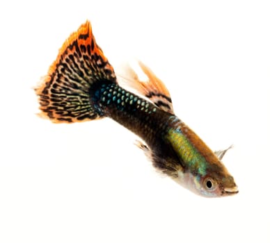 Colourful Guppy Fish with orange patterned tail is a popular freshwater aquarium fish, isolated on white