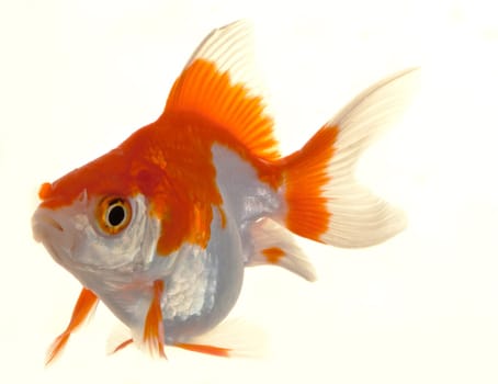 Isolated Approaching Goldfish swimming towards camera, close-up on white