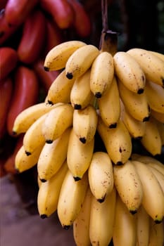 A cluster of ripening bananas or plantains for sale on a fruit stand in Siem Riep, Cambodia.