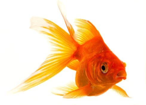 Isolated Approaching Goldfish swimming towards camera, close-up on white