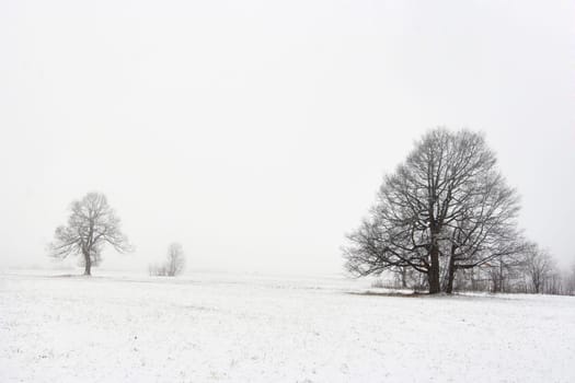 Shot of the solitary trees in winter landscape