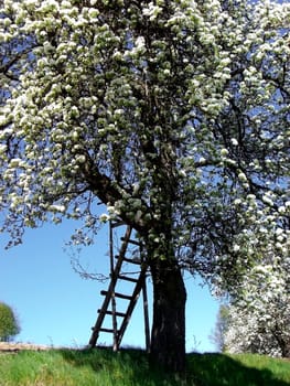 Blooming Apple Tree with a wooden ladder