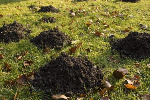 Lot of Molehills in the garden - shallow DOF