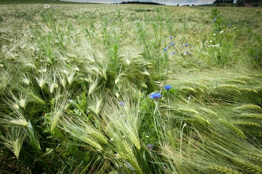 Fresh Cornfield in Spring with Cornflowers taken in Austria