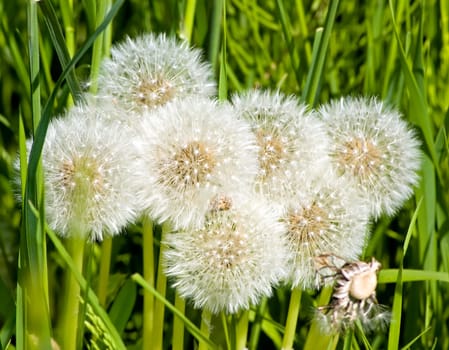 Group of dandelion blowballs in a green field