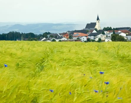 Village in upper austria with cornfield in foreground