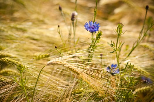 Blue cornflower in a field of golden grain