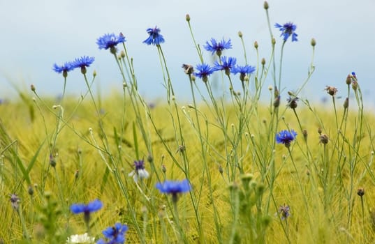 Blue corn flowers in a meadow in springtime