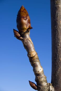 close up bud of  tree at early spring