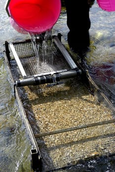 prospector panning for gold in rivers in France in the Gard region