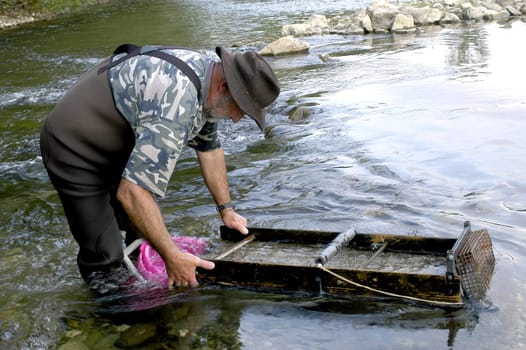 prospector panning for gold in rivers in France in the Gard region