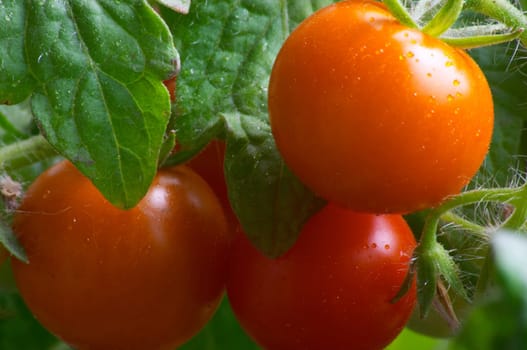 Red cherry tomatoes