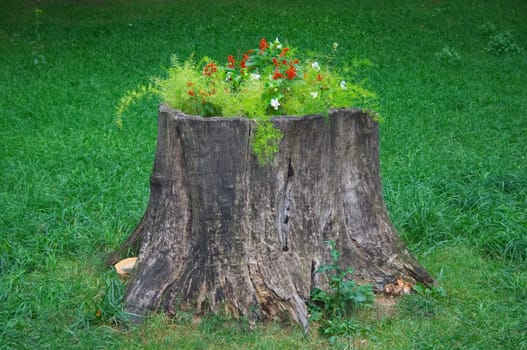 Stump as flower-bed - in Mariinsky park, Kiev, Ukraine