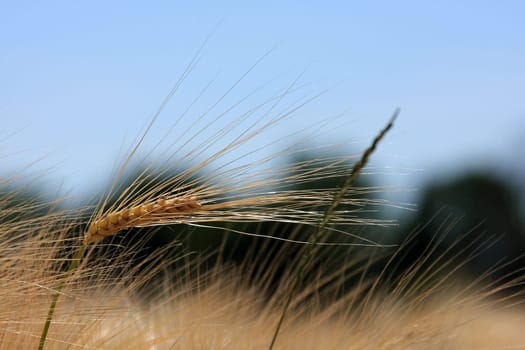 Grain in the Wind