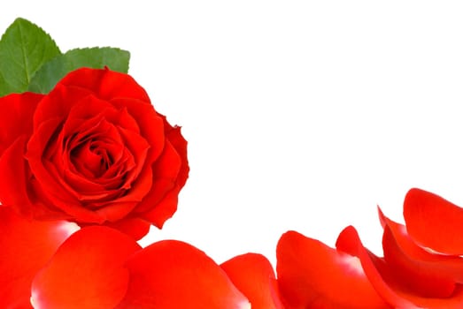 White open space with a red rose and petals frame