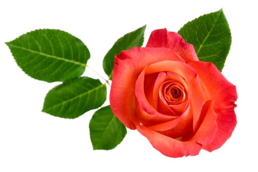 Studio shot of a red rose with leaves,photographed from above and isolated on white
