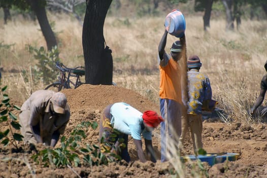 To the goldmine of Poura the gold diggers come from everywhere in the hope of finding a little gold after the season of the cultures. Women, children and men of very old are here in a universe of dust under a blazing sun. In Burkina Faso Faso the research