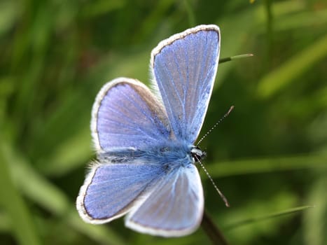 Common blue