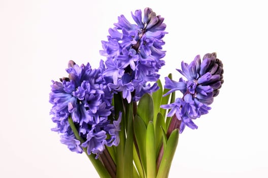 hyacinth flower gift purple flowers
