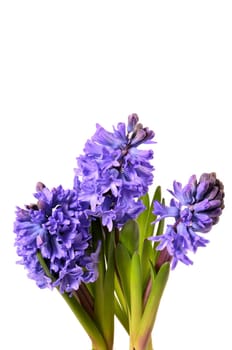 hyacinth flower gift purple flowers