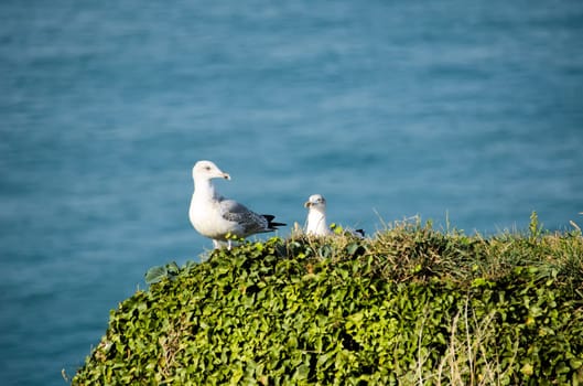 nest of a seagull