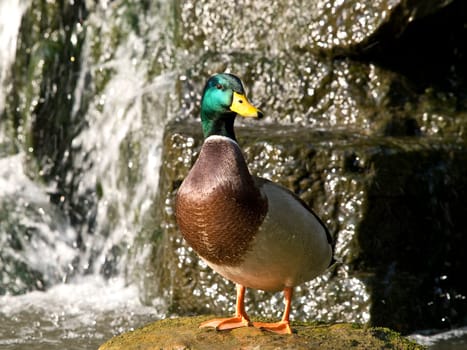 wild duck standing on the rock