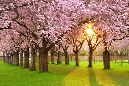 Cherry trees in full bloom on beautiful lawn and the low sun