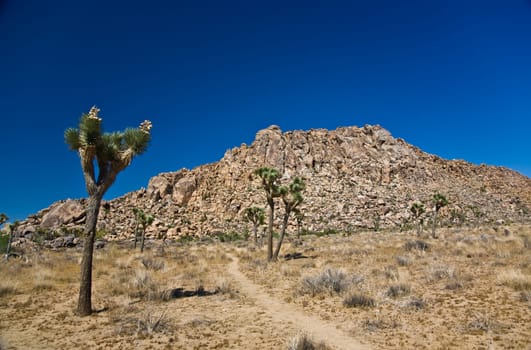 beautiful Cholla Cactus Garden in Joshua Treer national park in afternoon sun
