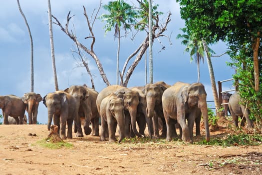 flock of elephants in the wilderness near Pinnawela