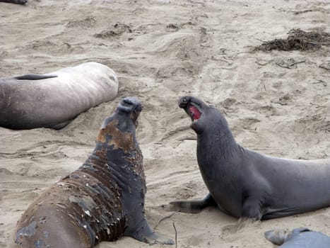 male Seelion at a meeting place, beach of San Simeon, California