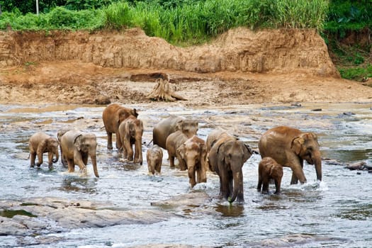 elephants take a bath in the river  in the wilderness near Pinnawela