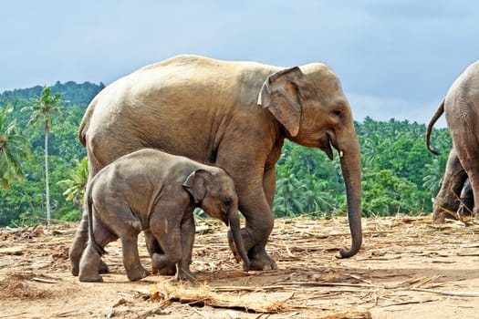 elefant family stays together in the wilderness