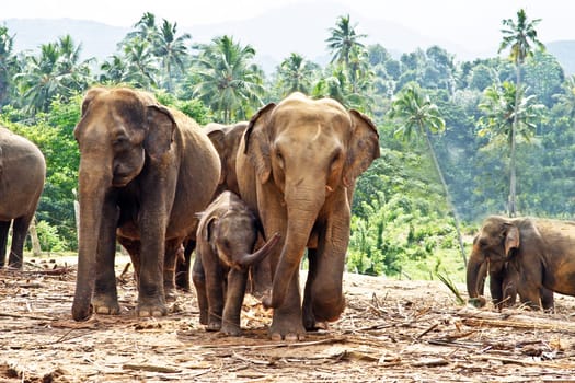 elefant family stays together in the wilderness