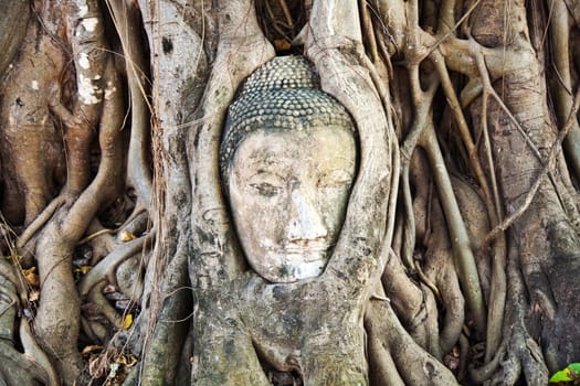 buddhas head in Mahathat temple in Ajutthaya is covered by roots of a tree