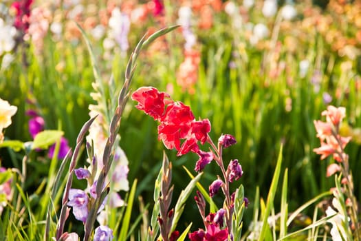 beautiful flowers in the meadow