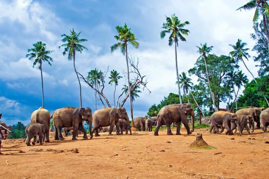 flock of elephants in the wilderness near Pinnawela