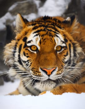 Yiung tiger portrait. Novosibirsk ZOO