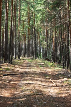 Road in the pine forest